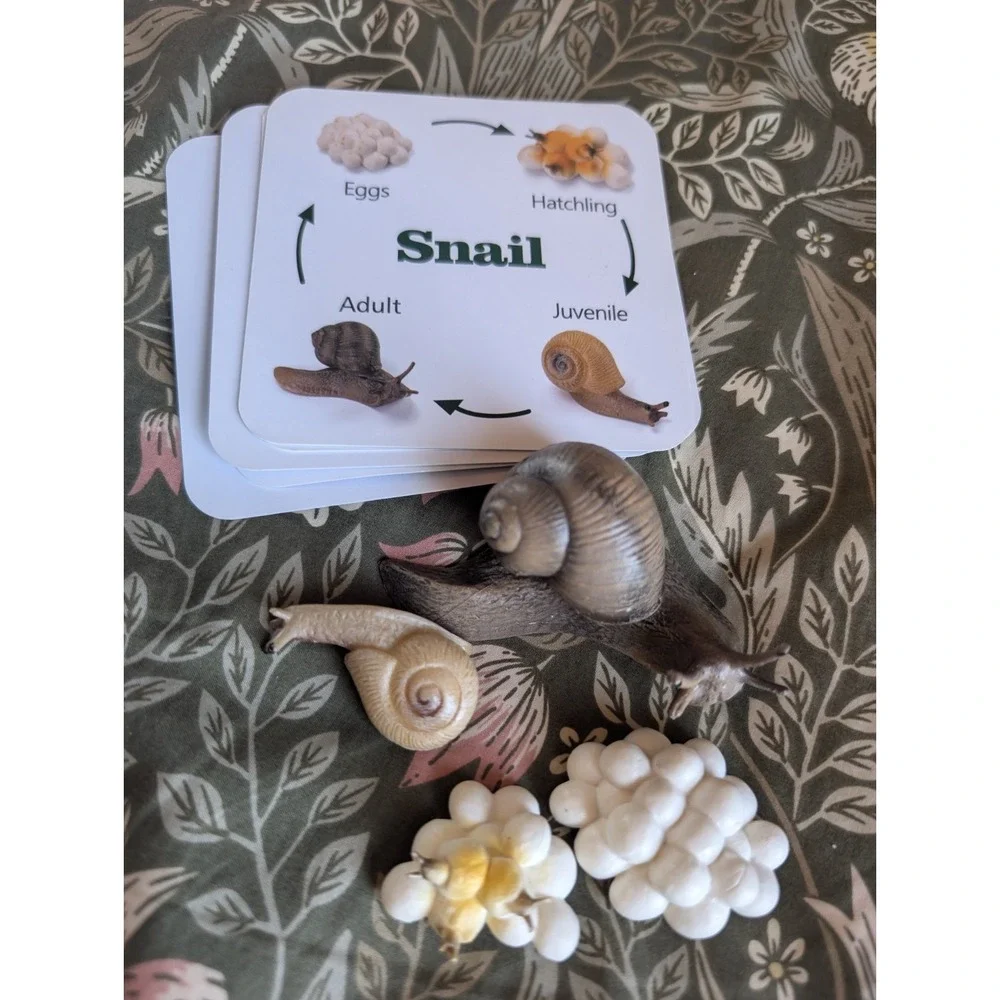 Matesy figures fact cards